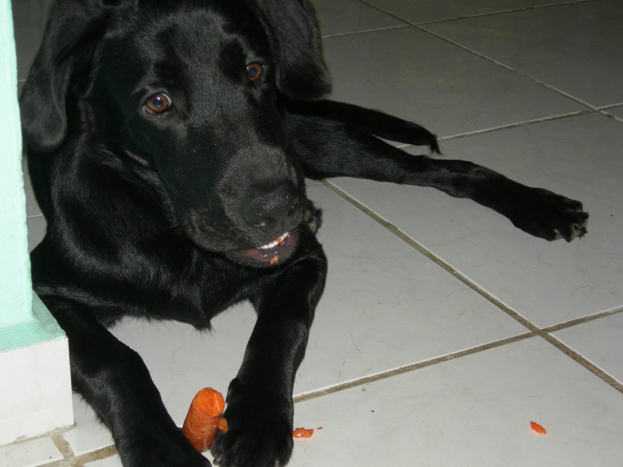 Veggie Dog