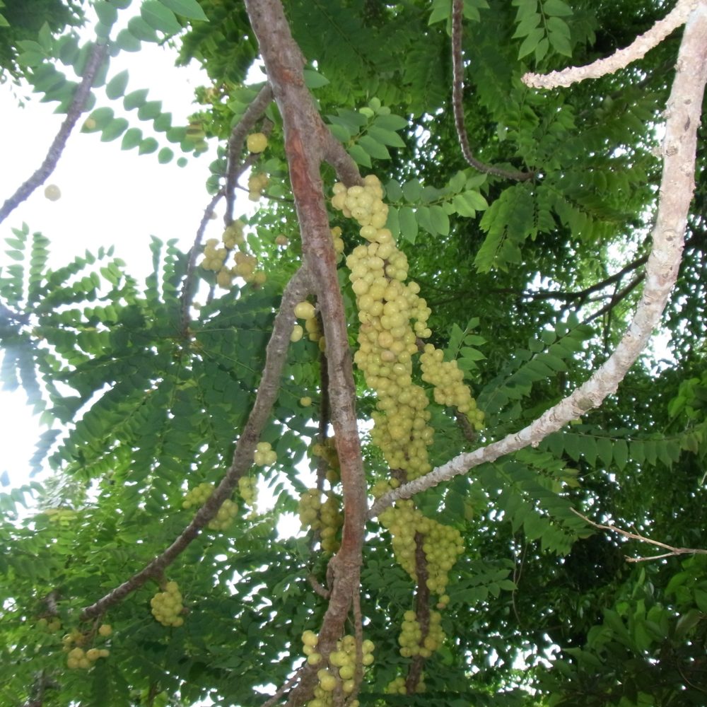 Grosellas Puerto Rican Gooseberries