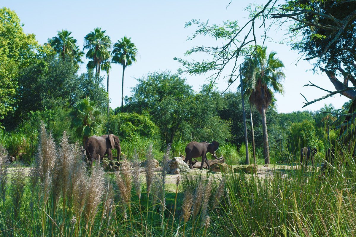 Animal Kingdom Elephant in Safari.